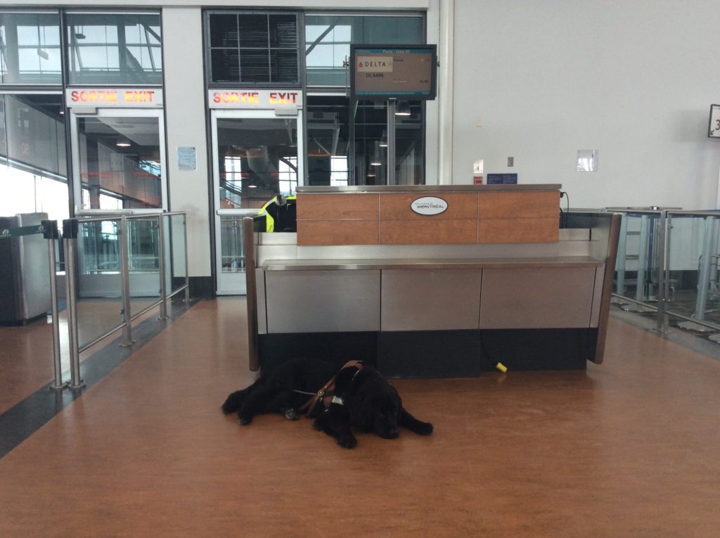 Dog laying down in front of the gate desk at the airport.