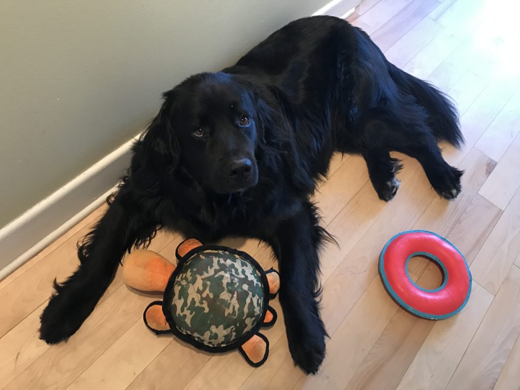 Dog with a plush turtle toy and a rubber ring toy