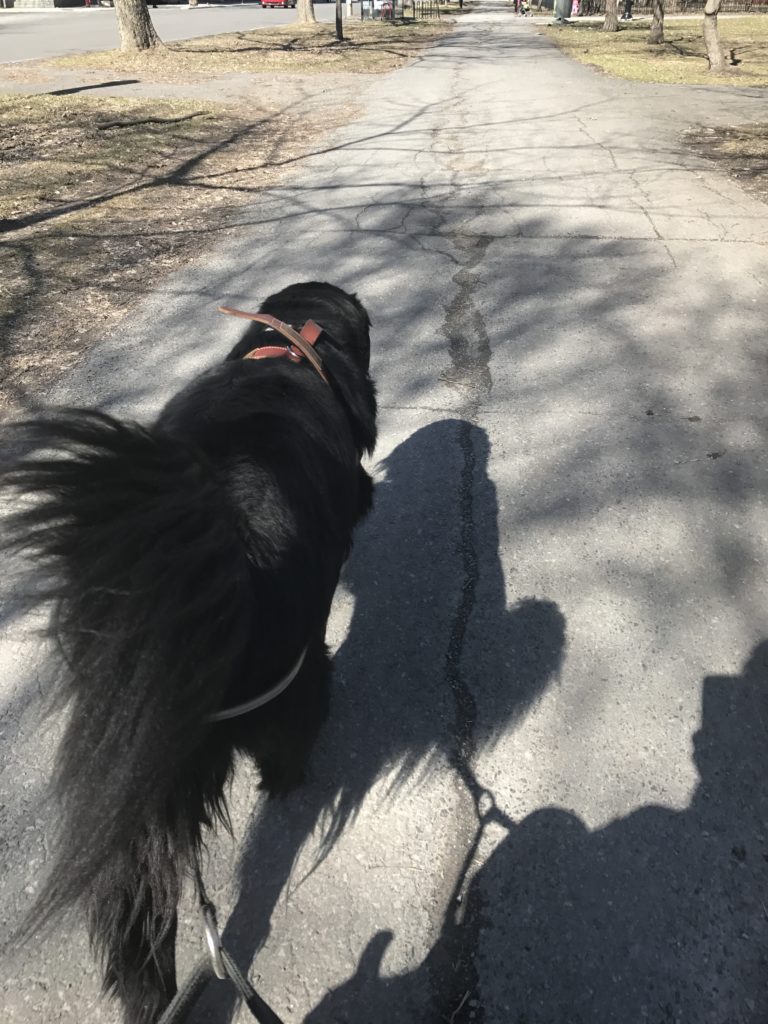 Dog wearing a harness strapped to the front of a wheelchair