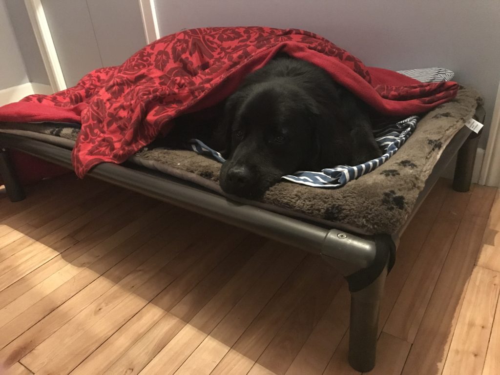 Dog in a bed, off the floor, with a soft mattress under him and a blanket over him.