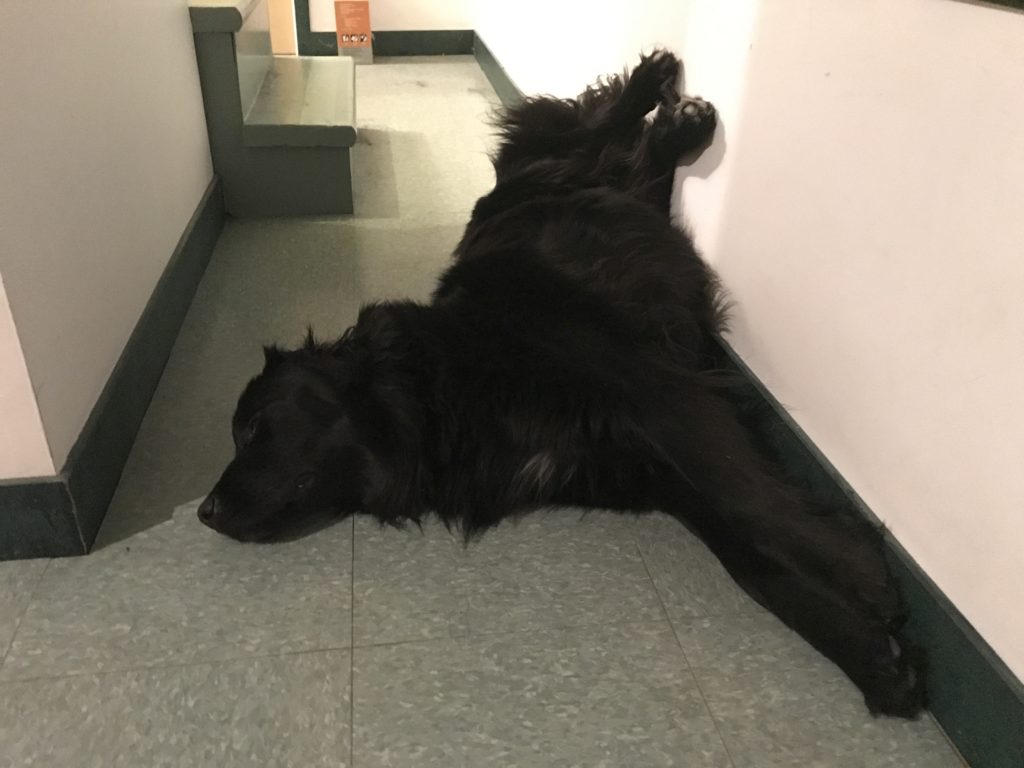 Dog sleeping on his side, spread out, with his back legs up on the wall.