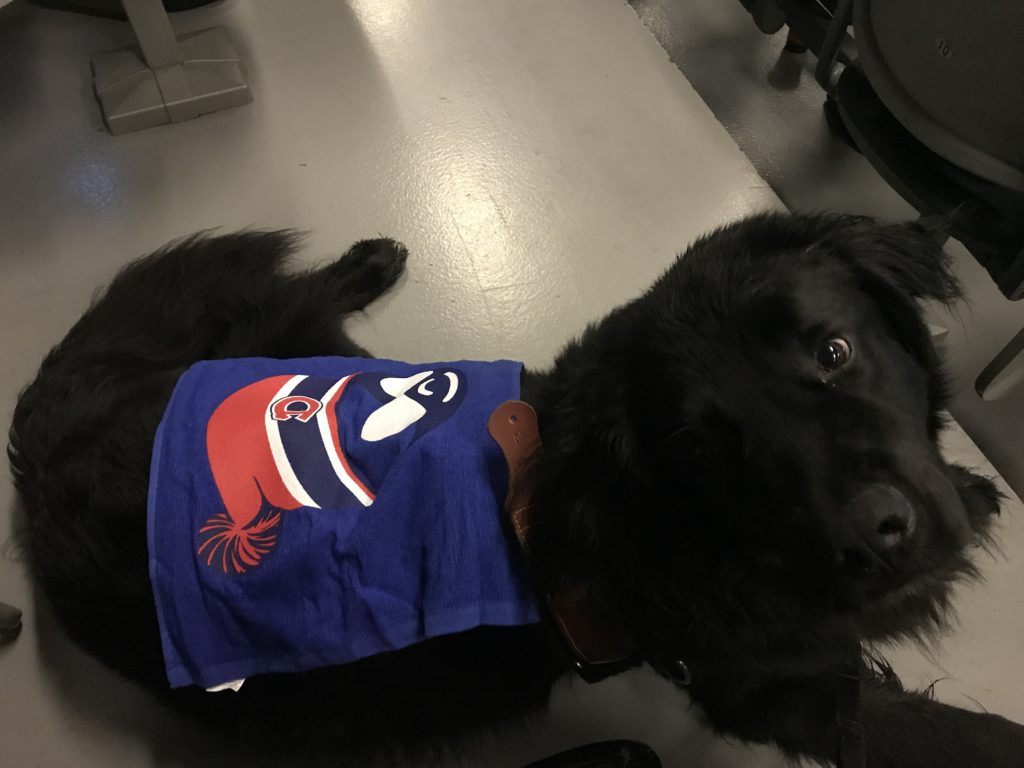 Dog laying down beside my wheelchair with a Drupal Montreal towel on his back.