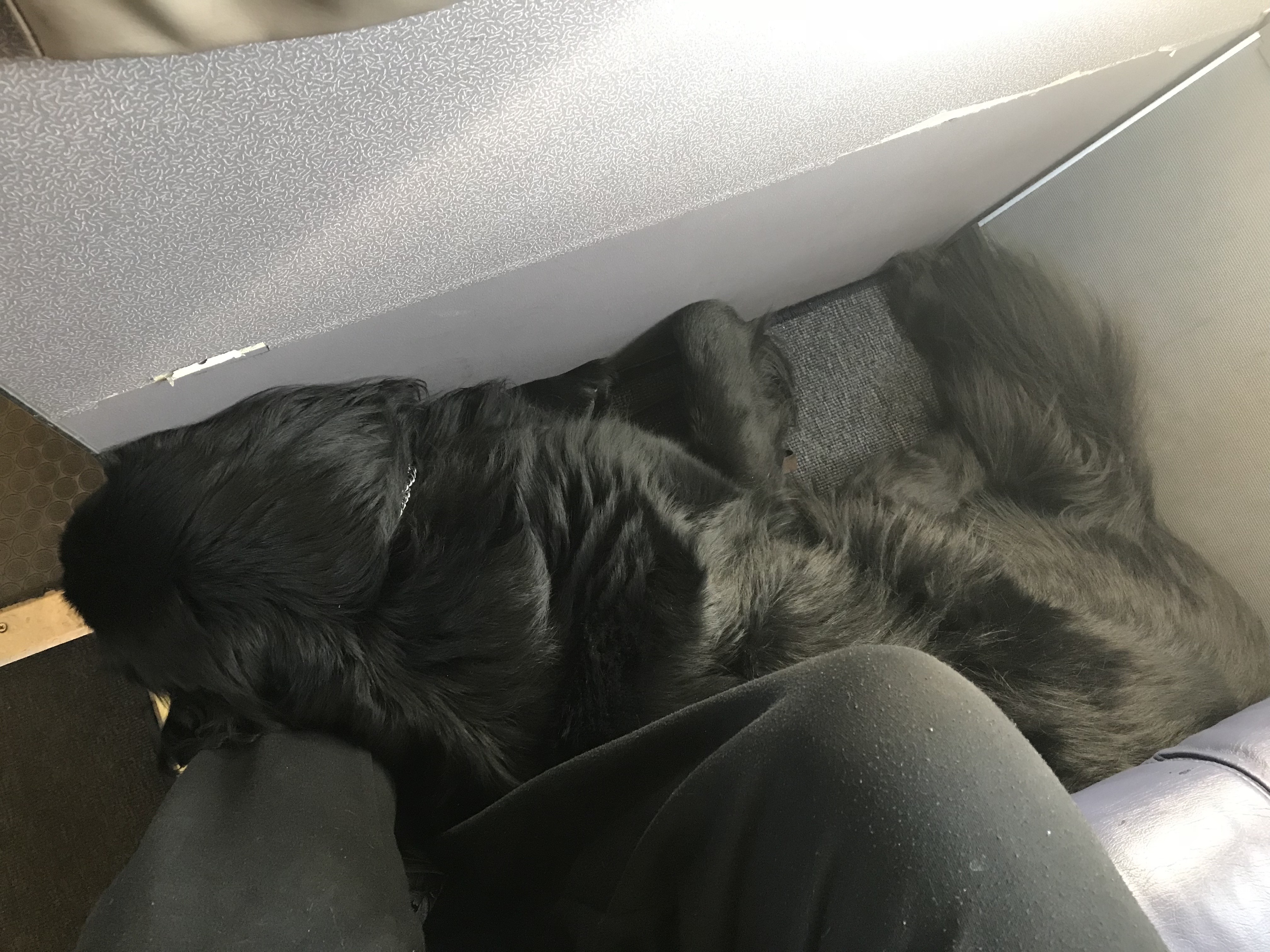 Large black dog laying at a human's feet on the floor of a plane in the bulkhead row, there is almost no space.