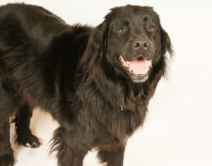 A black Labernese dog, standing and looking at the camera with a cheeky look.