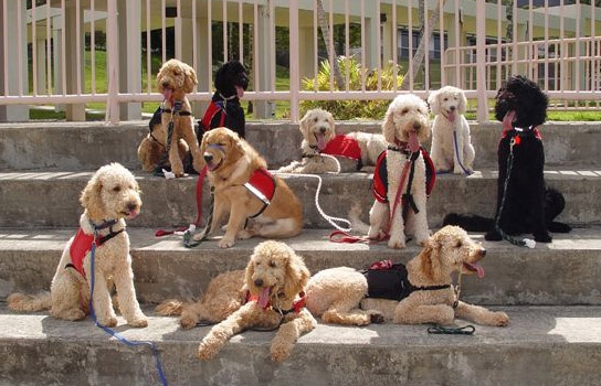 10 service dogs sitting or laying down